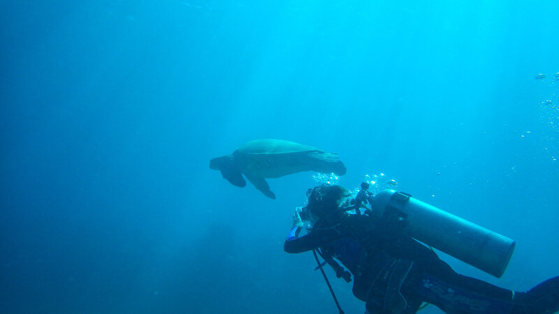 woman scuba diving with turtle