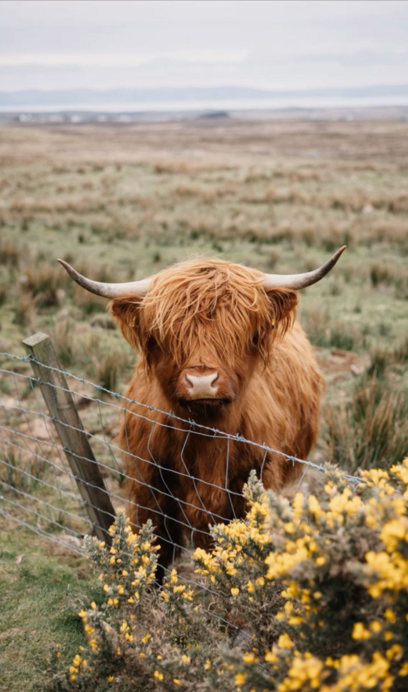 A Highland cow with long horns stands by a wire fence in a grassy field with yellow flowers nearby, captured by a Montrose Colorado photographer.