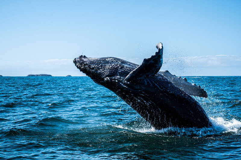 Careyes-Mexico-Whale-watching-humpbacks-5789