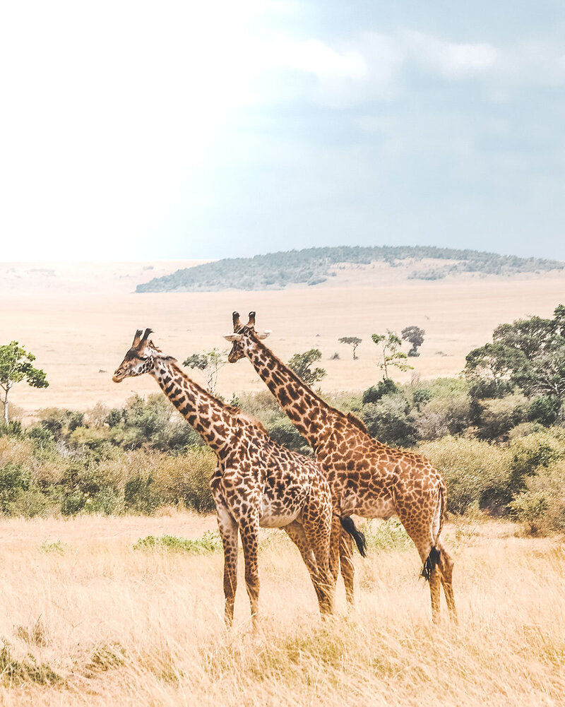 two giraffes on the African plane - KC Abroad