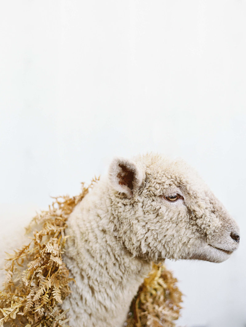 Wedding sheep with garland