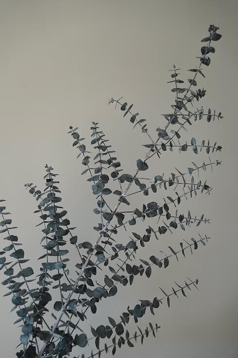 Preserved Eucalyptus Bunch (1)