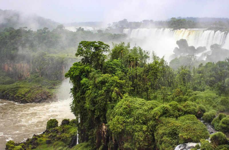 rainforest
