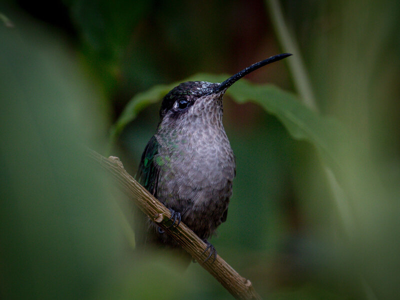 A colorful hummingbird in Costa Rica