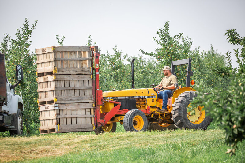 tractor moving fruit crates in apple orchard