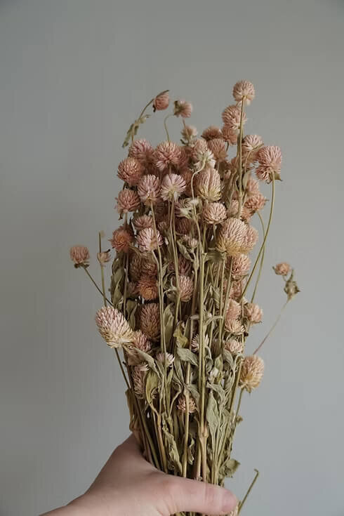 Dried Globe Amaranth Bunch (3)