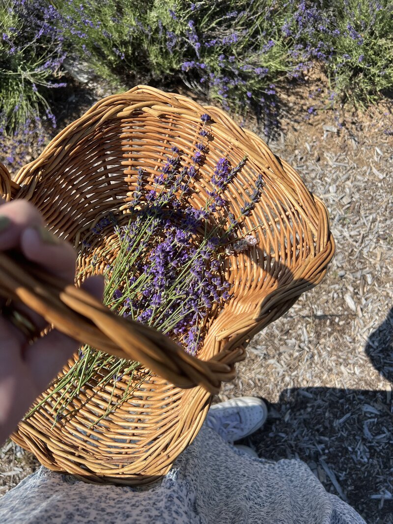 Organic, wildcrafted lavender used to make Aromatics International essential oils sits in a woven basket