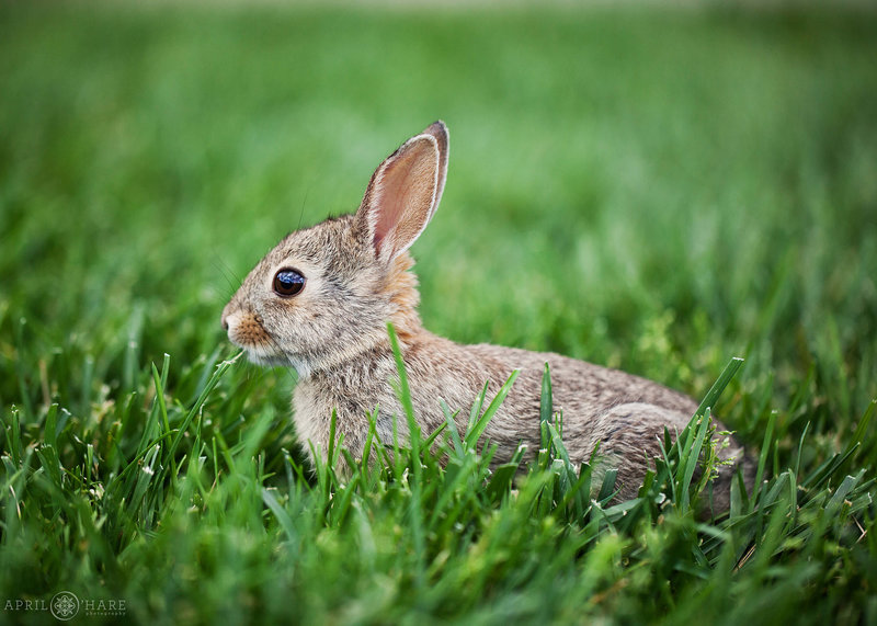 Wild rabbit in the grass at Chatfield Farms Wedding