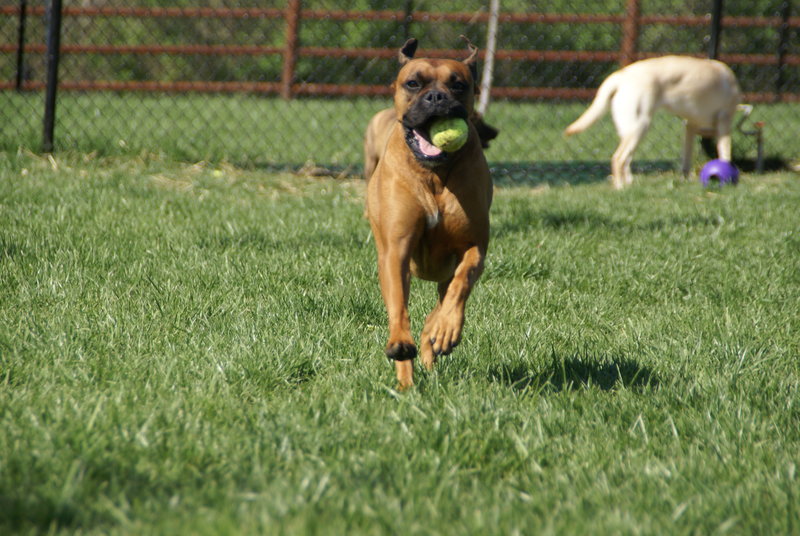 treasured pets resort and spa