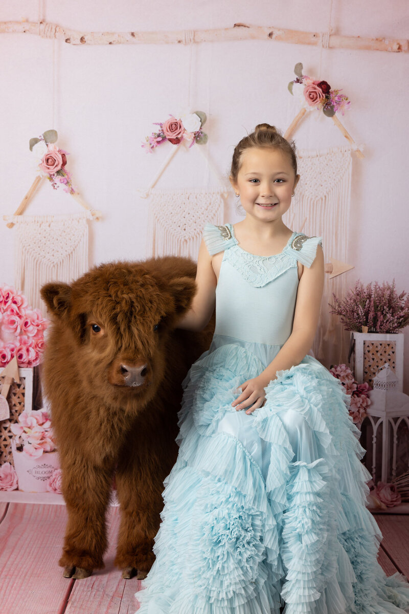 girl-sitting-with-highland-cow-in-blue-dress-in-arlington-tx-studio-with-valentines-backdrop