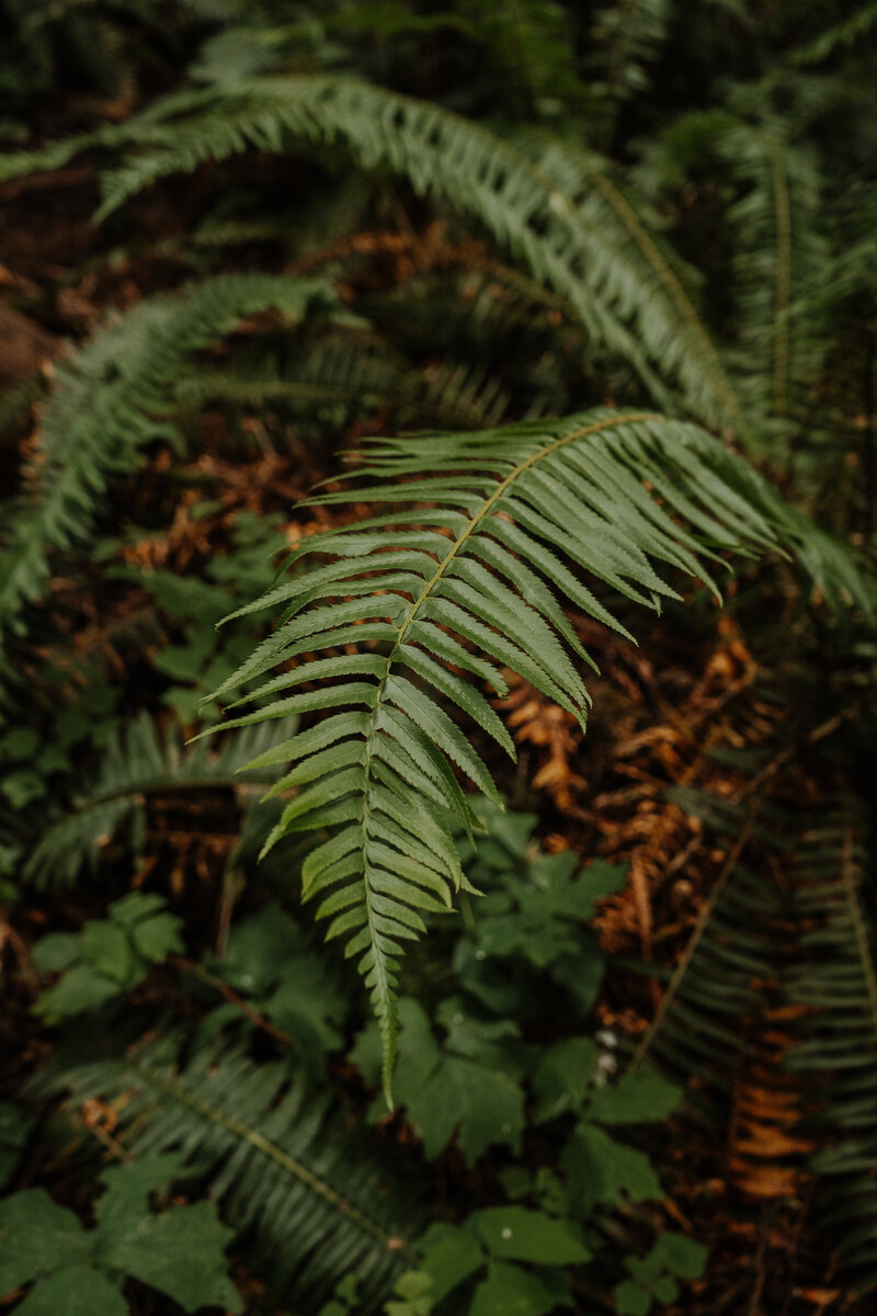 green fern in a mossy forest