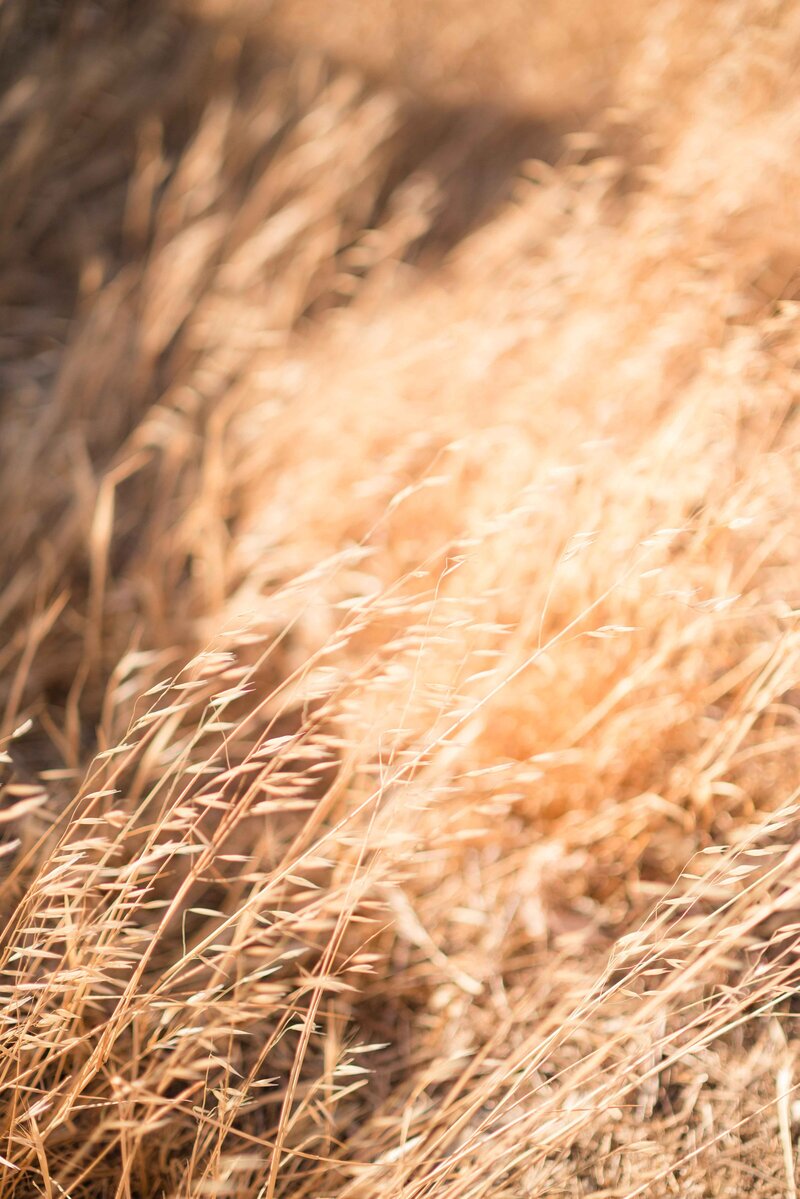 golden wild oats from the California hills