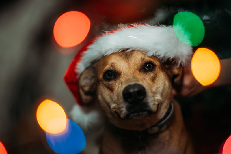 photo of a dog wearing a Santa hat with Christmas lights