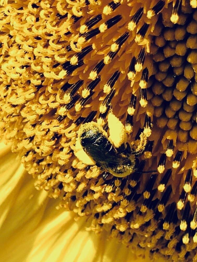 honeybee on sunflower full of pollen