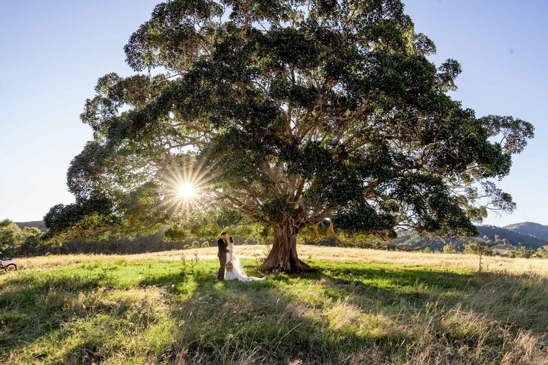 Beautiful photo of wedding couple embracing at sunset under the tree