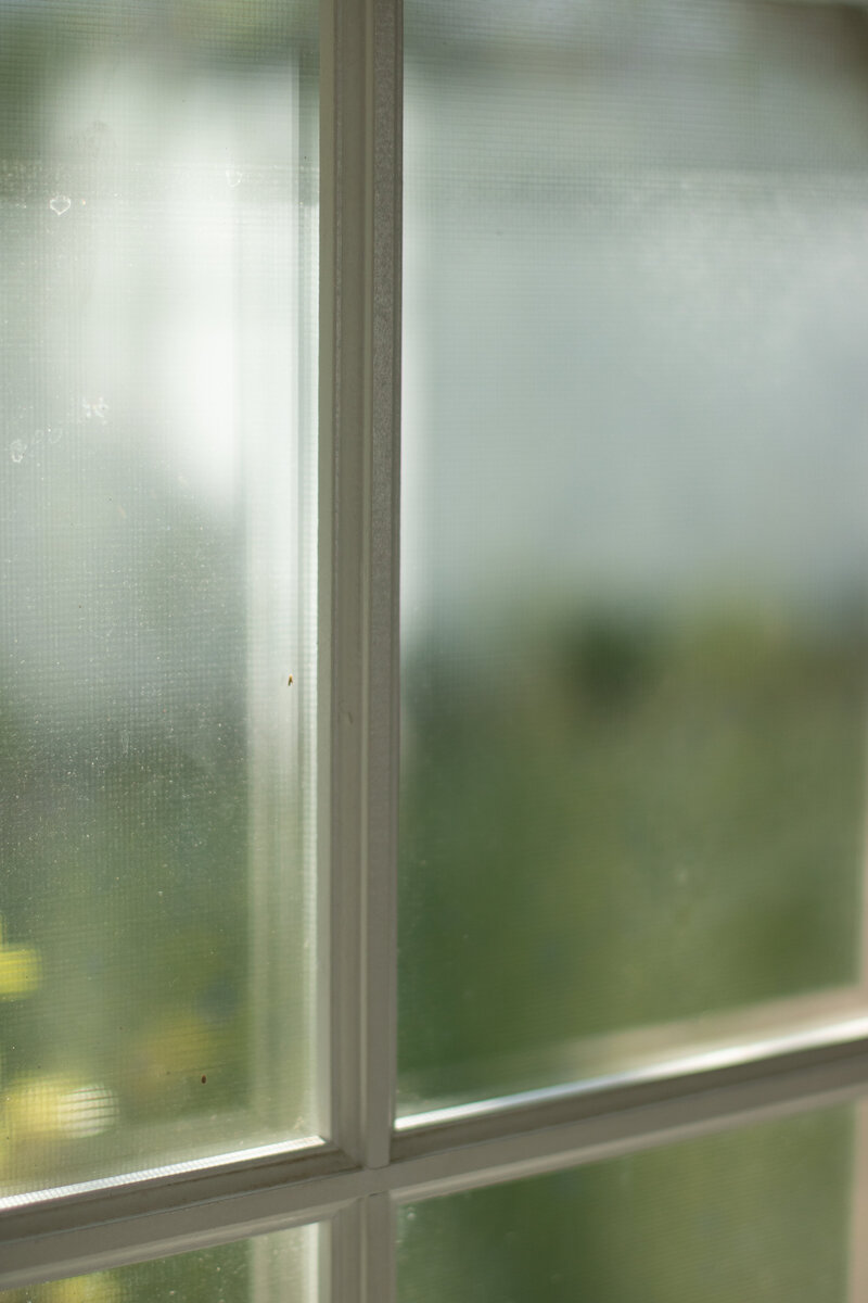 Glass window with white window panes looking to green backyard