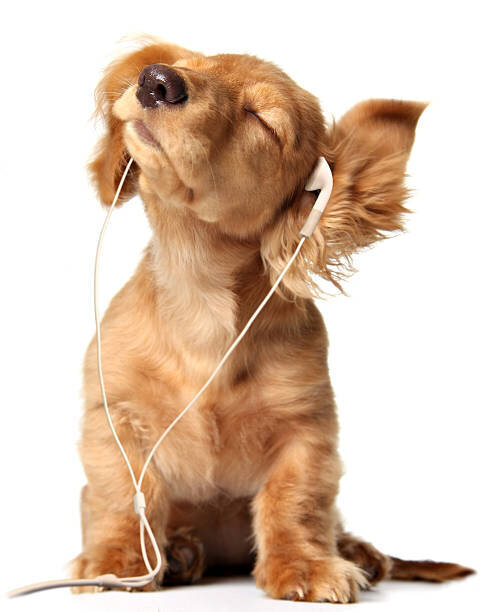 canine training podcast | Cornerstone Dog Training