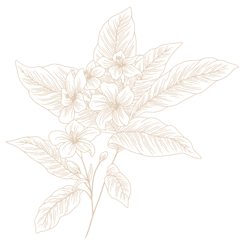 graphic art, a line art drawing of a plant with five flowers
