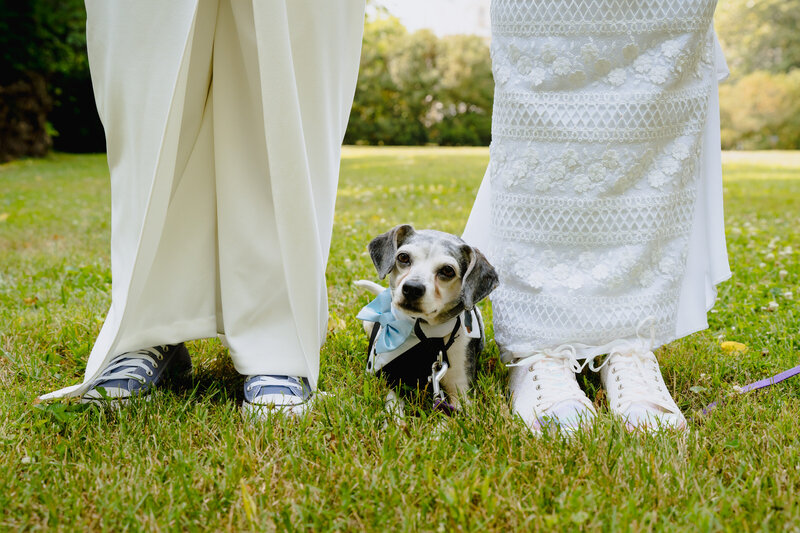 A small dog sitting in the grass at the feet of two people in white outfits