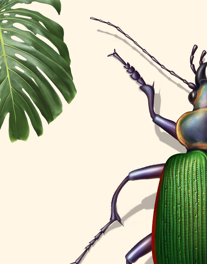 Townsend's monstera and beetle illustrations