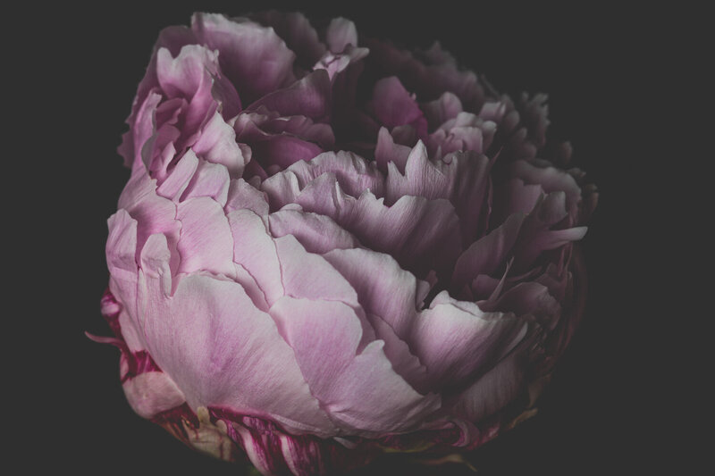 pink peony in studio with dark background