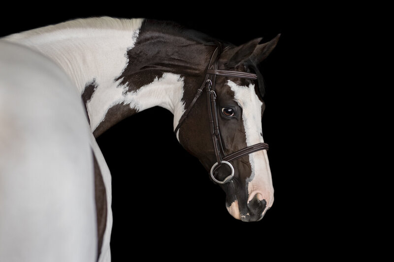 Paint Horse Photograph with Black Background Chino Hills