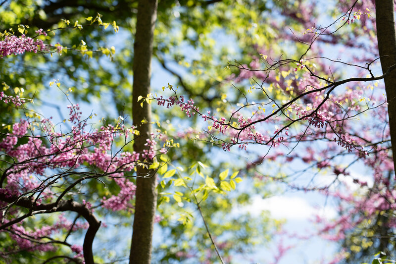 Spring tree filled with pink blossoms against soft blue sky – photographed by wedding photographer Niko Coric – Lumen Clarity Media