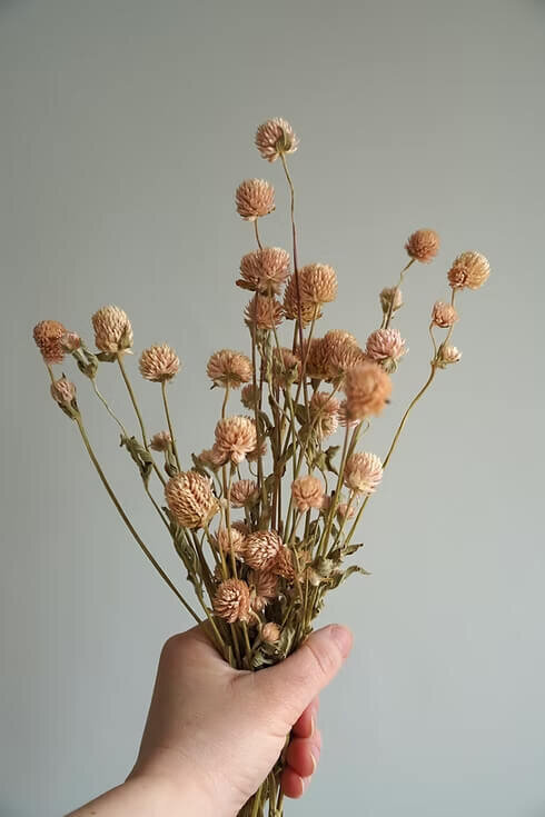 Dried Globe Amaranth Bunch (2)