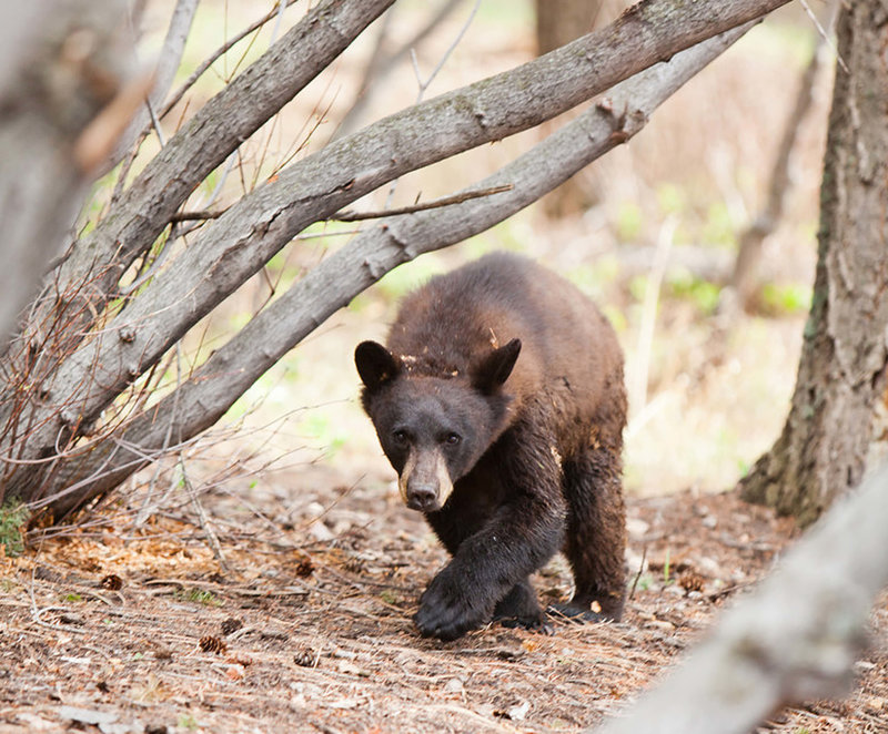 Wild Black Bear walks through the woods at Pines at Genesee