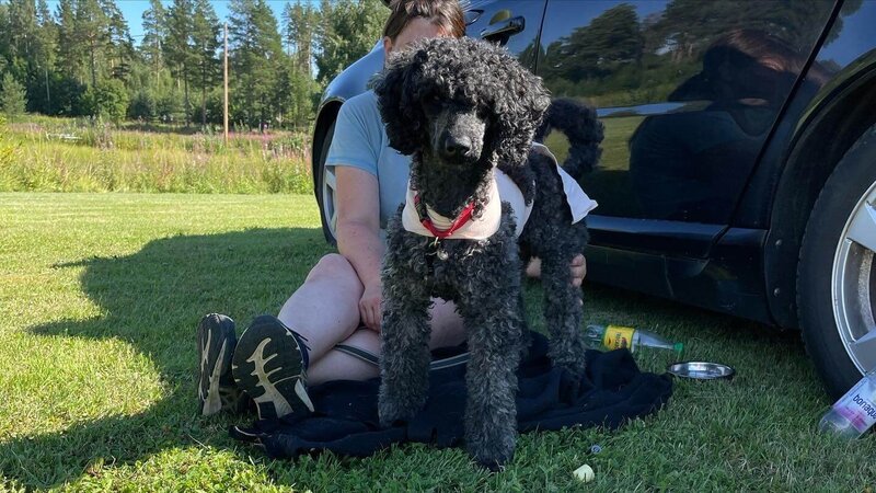 Jack black poodle in a t-touch wrap