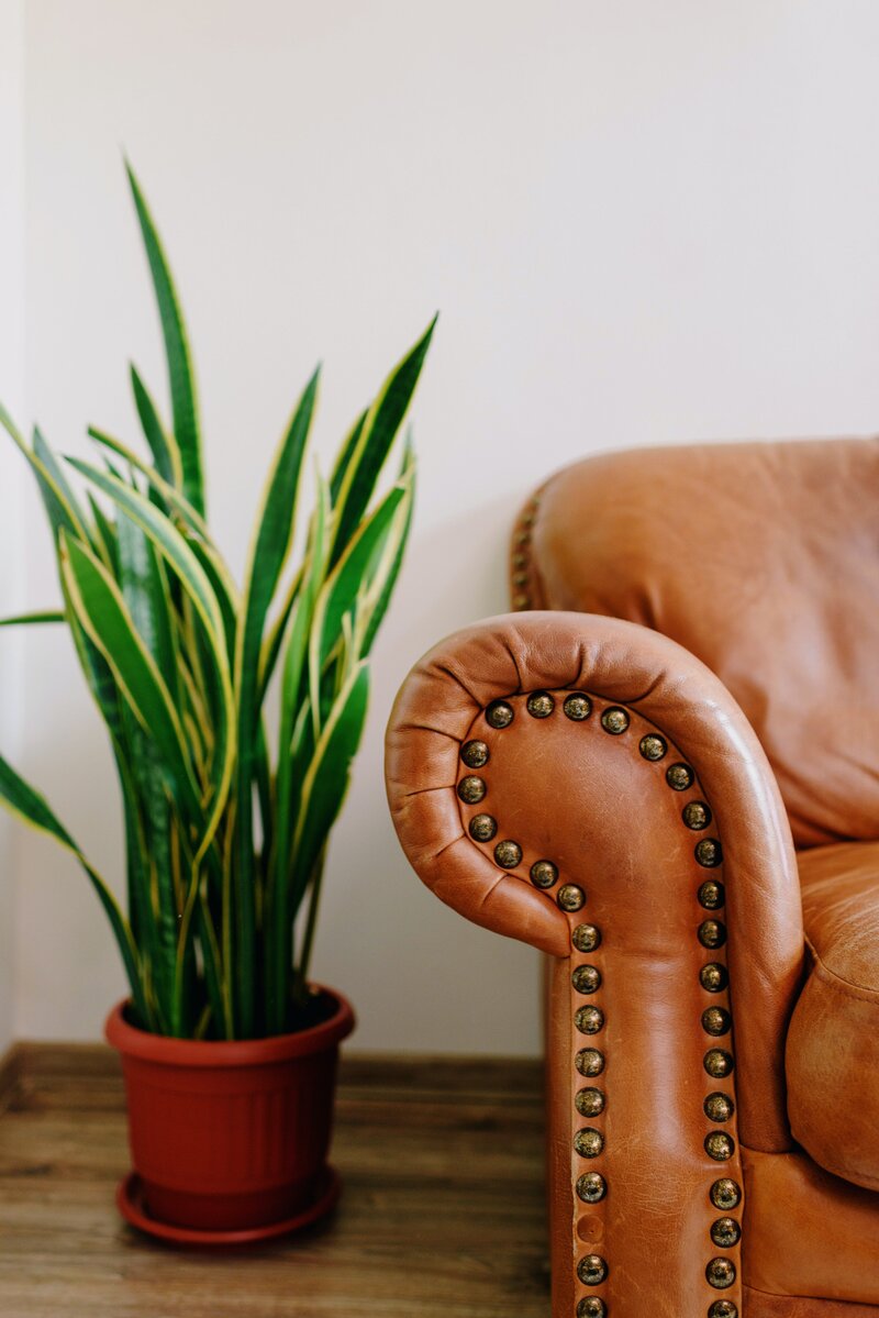 Light brown leather chair with a snake plant next to it