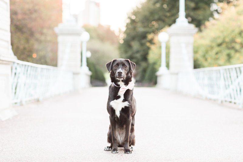 dog portrait wearing bowtie on bridge