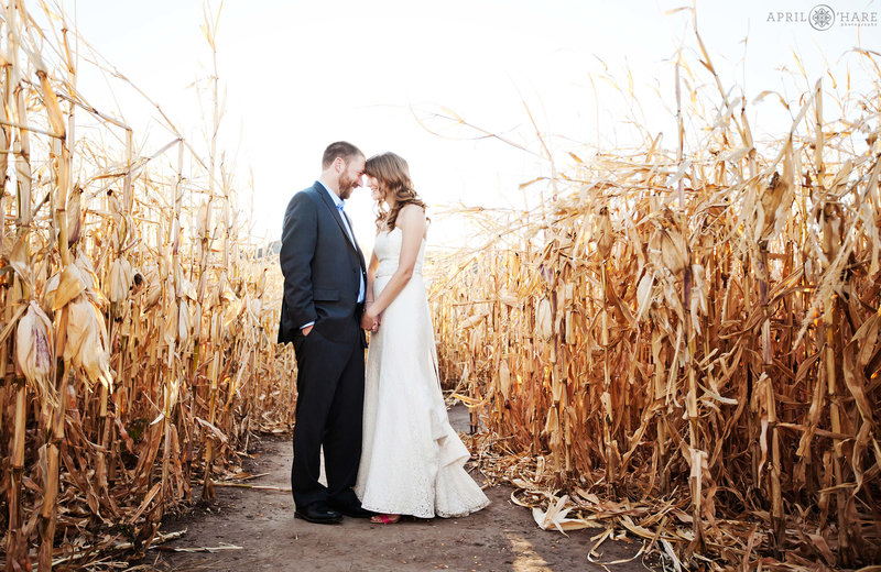 Wedding photography in a corn maze at Chatfield Farms