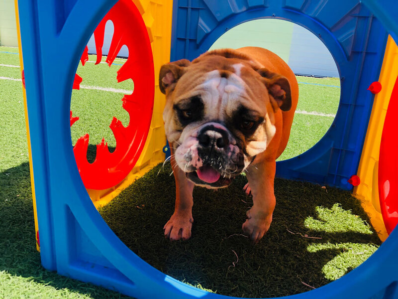 The J. Tails Doggy Daycare Experience in St. Pete, Florida