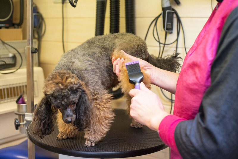 Het borstellen van een hond op een trimtafel in trimsalon Ans Hengelman.
