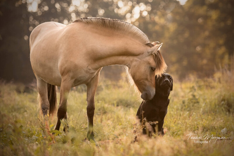 Honden en paarden fotograaf België en Nederland