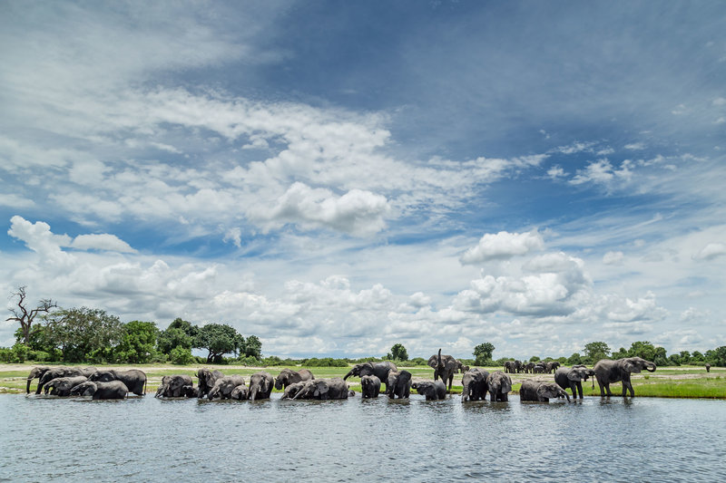 5-2---Traveljar---elephant-heards-in-Botswana-