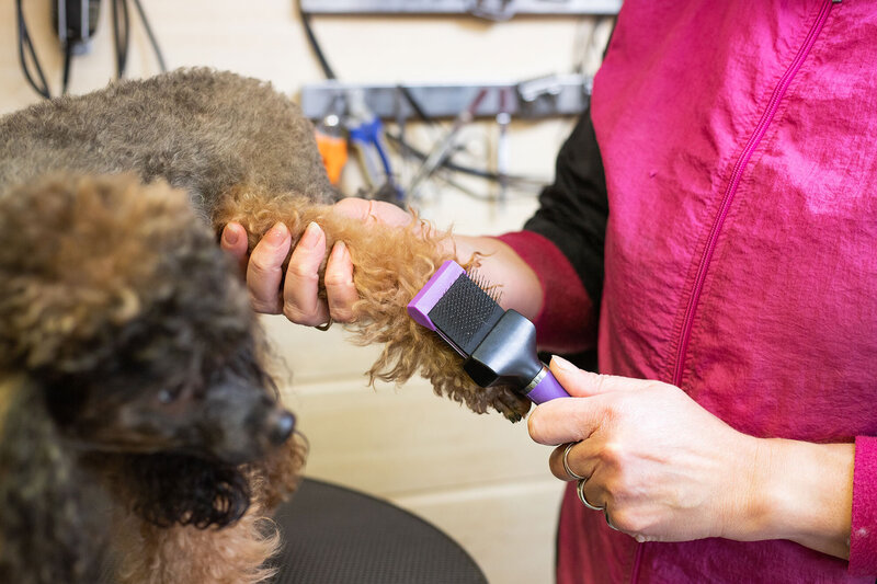 Poedel borstellen in Trimsalon Ans Hengelman