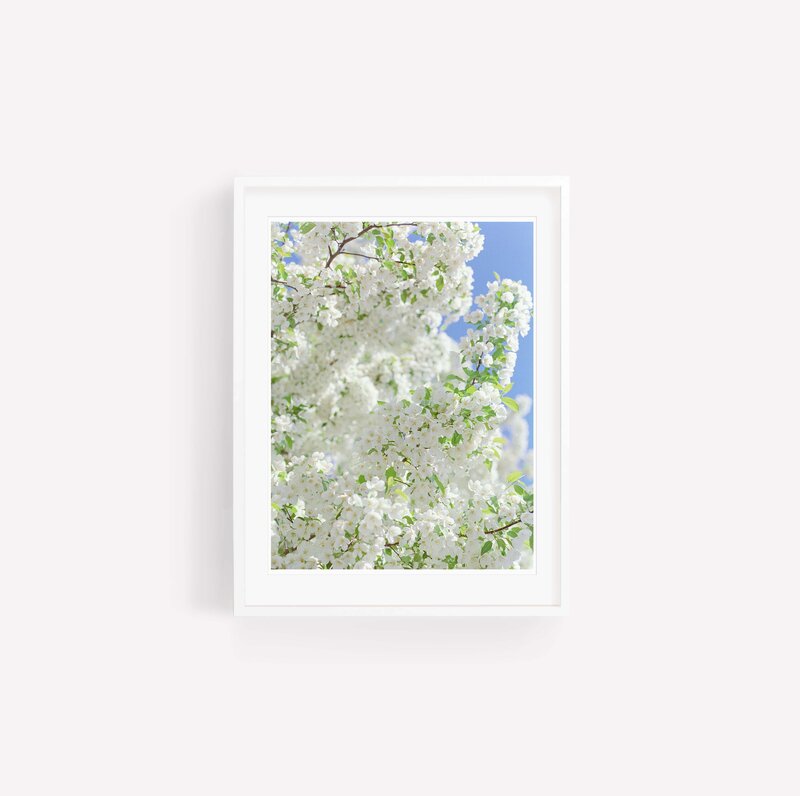 SpringBlossoms_WhiteFrame