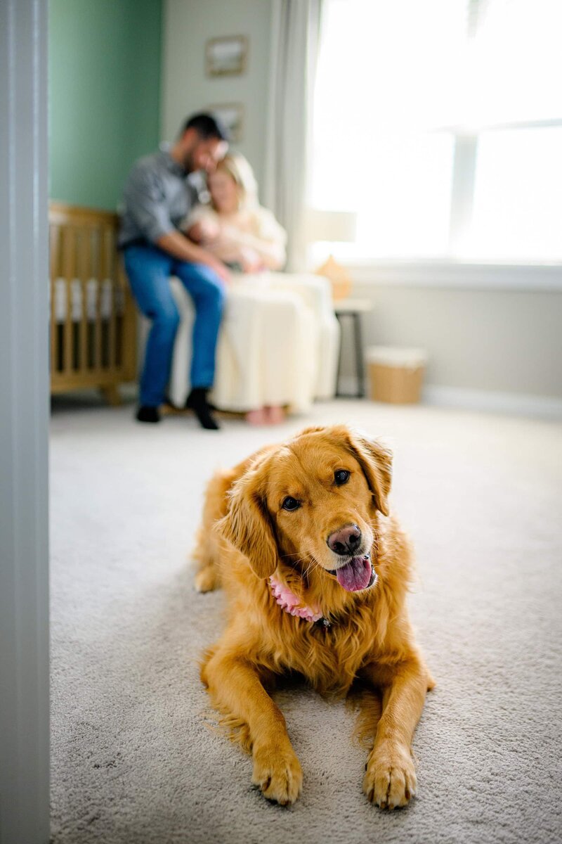 family dog sitting on floor of newborn baby's nursery with family sitting in a chair behind her