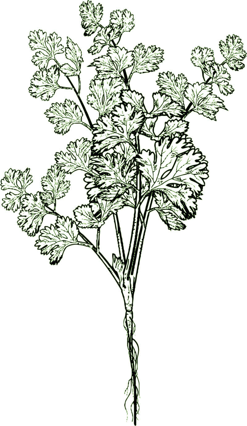coriander green tinge flipped