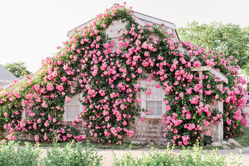 Nantucket Sconset Pink Rose Covered Cottage