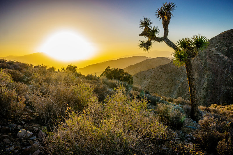 Joshuatree