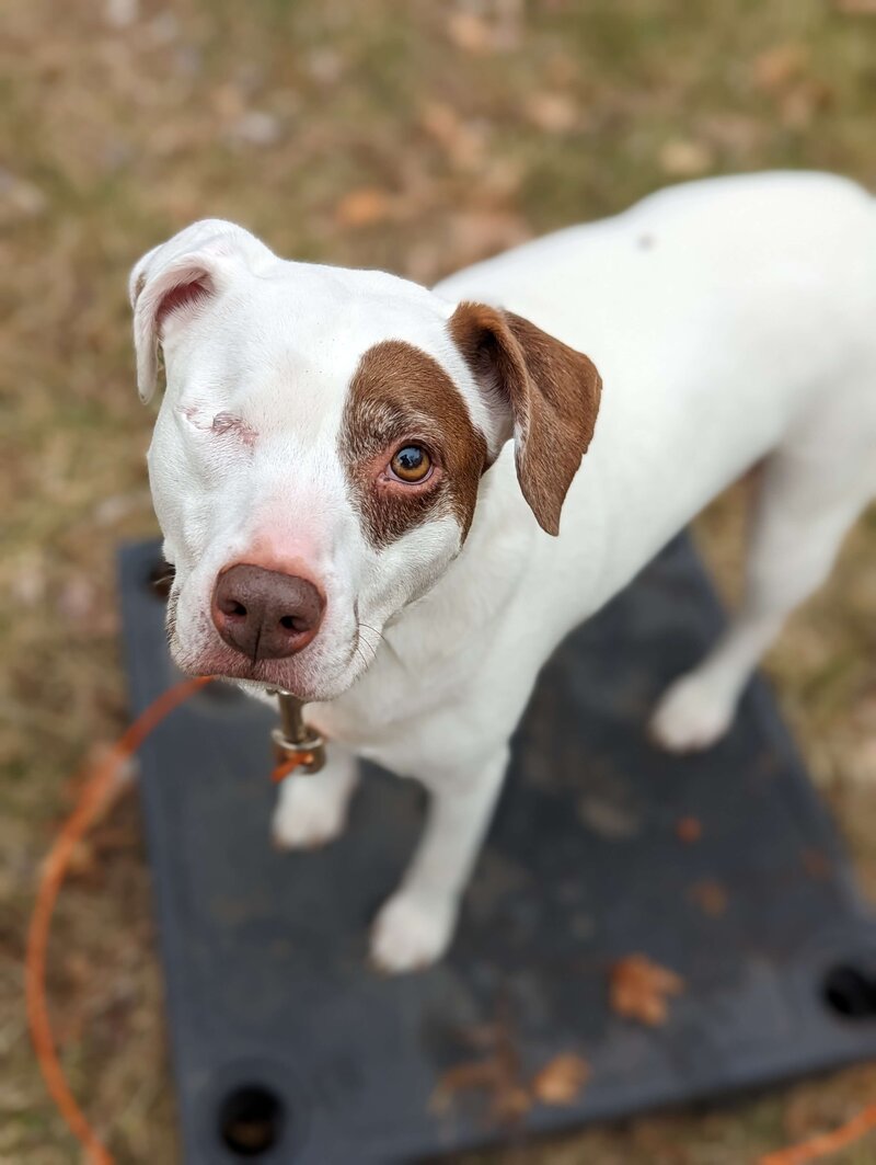 White dog with brown left ear and a brown spot over left eye looks up at camera.