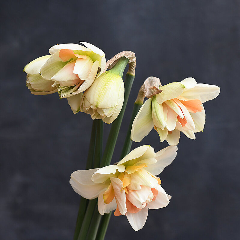 Delnashaugh Narcissus grown by Fleuris Studio & Blooms