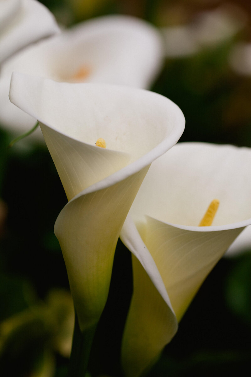 White flowers in Marin County garden