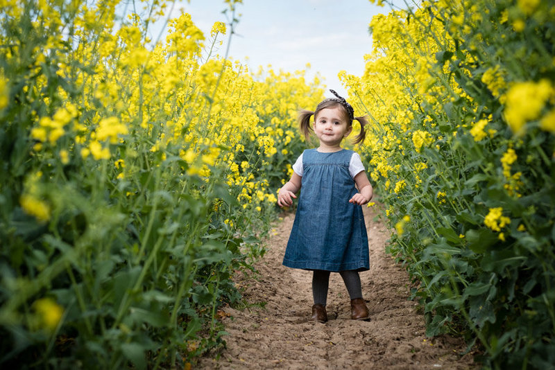 young female toddler dressed in denim walks through yellow rape seed fields
