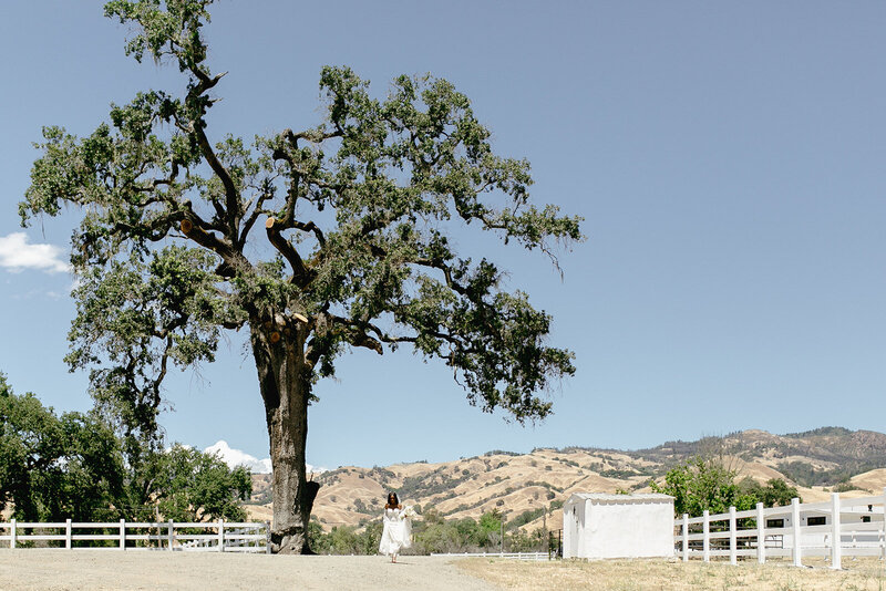 Bride walks toward camera from a far distance under a large oak tree in Calistoga, California.