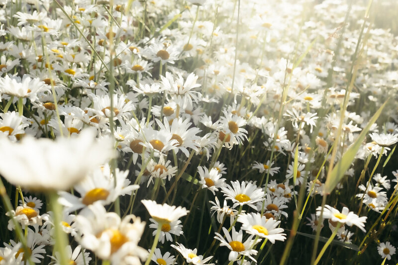 daisies-1