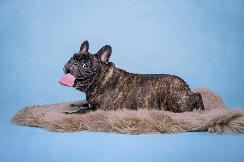 Capture the joy of a funny studio dog photoshoot in Vancouver with Pets through the Lens Photography. This delightful image features a French Bulldog with a playful expression, lying on a cozy fur rug against a bright blue backdrop. Our professional pet photography studio specializes in creating high-quality, whimsical pet portraits that bring out the unique personality of your furry friend. Choose Pets through the Lens Photography for an entertaining and memorable pet photography experience in Vancouver.